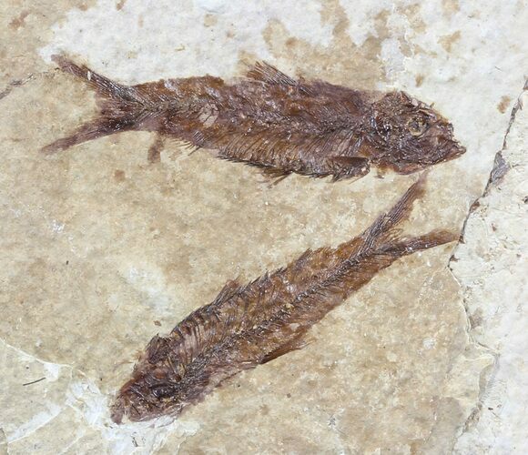 Fossil Fish (Knightia) Multiple Plate - Wyoming #53912